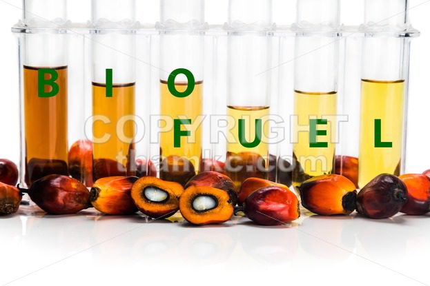bio fuel, palm, test tube, science,