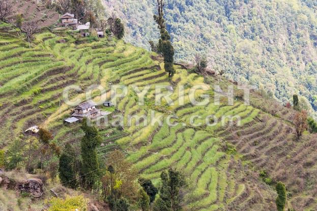 nepal, terrace, agriculture