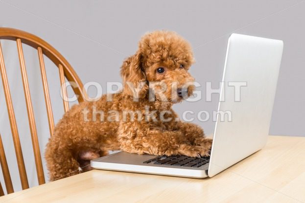 smart dog poodle computer