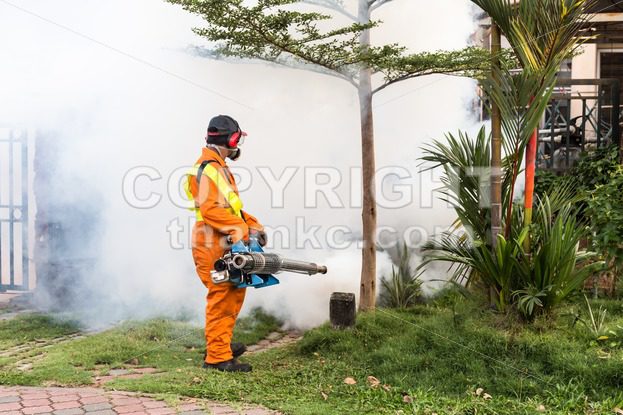 fogging, aedes, mosquito, insecticides