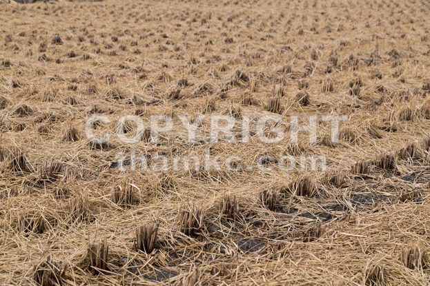 Brown paddy rice field after harvest - ThamKC Royalty-Free Photos
