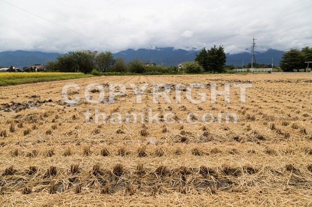 Brown paddy rice field after harvest - ThamKC Royalty-Free Photos