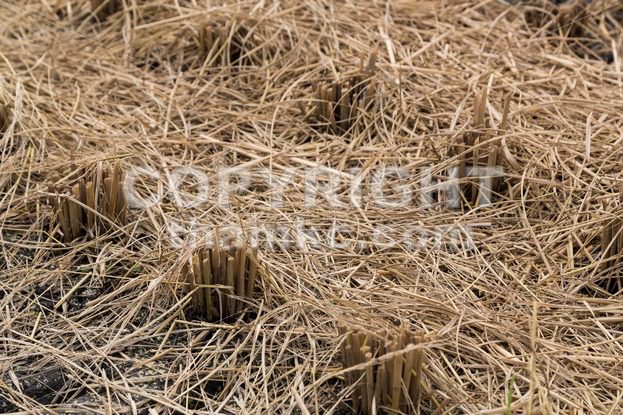 Closeup of brown paddy stems after harvest - ThamKC Royalty-Free Photos