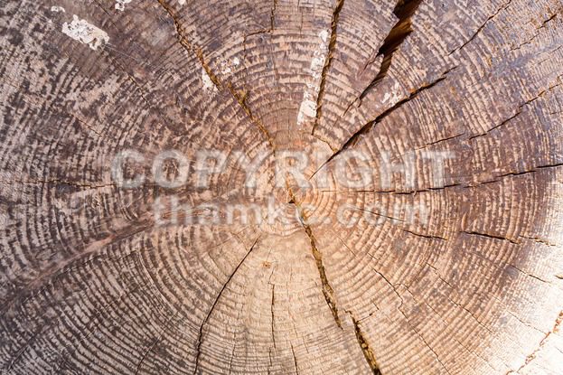 Closeup of cross section of tree trunk with rings - ThamKC Royalty-Free Photos