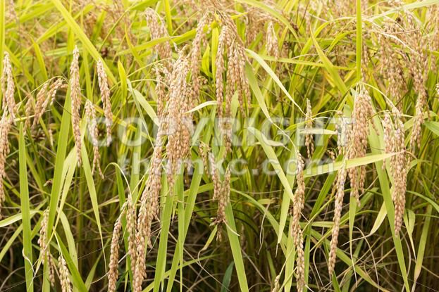 Closeup of golden yellow paddy rice ready for harvest - ThamKC Royalty-Free Photos