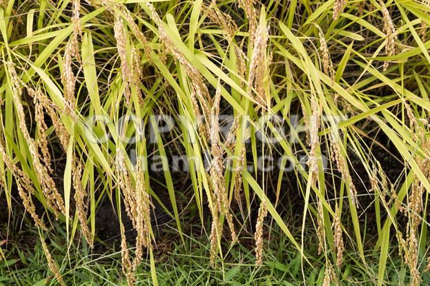 Closeup of golden yellow paddy rice ready for harvest - ThamKC Royalty-Free Photos