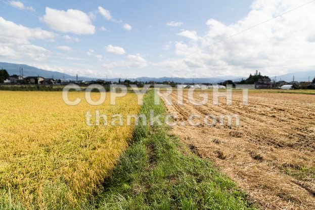 Comparison between golden paddy rice against barren brown harvested field - ThamKC Royalty-Free Photos