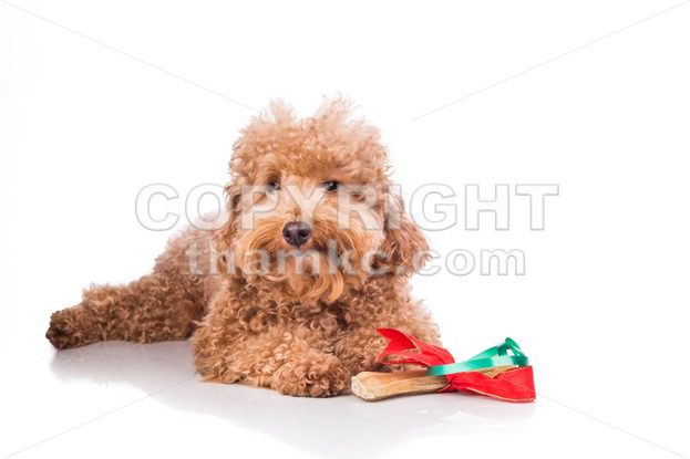 Dog with Christmas gift bone wrapped in ribbon - ThamKC Royalty-Free Photos