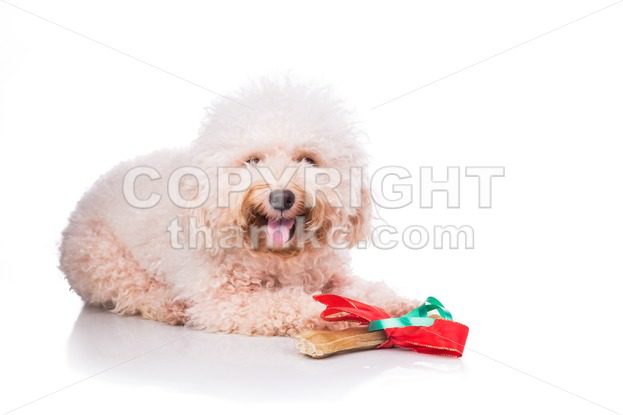 Dog with Christmas gift bone wrapped in ribbon - ThamKC Royalty-Free Photos