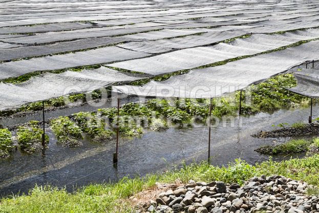 Generic wasabi agriculture plantation with protective shade along river stream - ThamKC Royalty-Free Photos