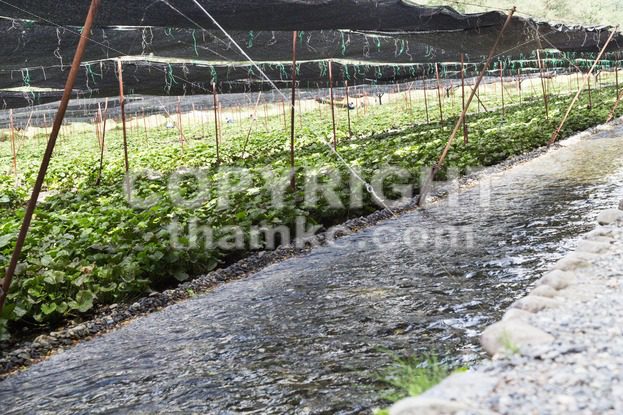 Generic wasabi agriculture plantation with protective shade along river stream - ThamKC Royalty-Free Photos