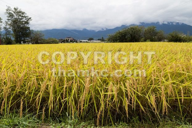 Golden yellow paddy rice field ready for harvest - ThamKC Royalty-Free Photos