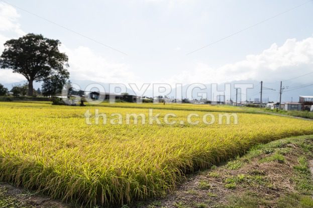 Golden yellow paddy rice field ready for harvest - ThamKC Royalty-Free Photos