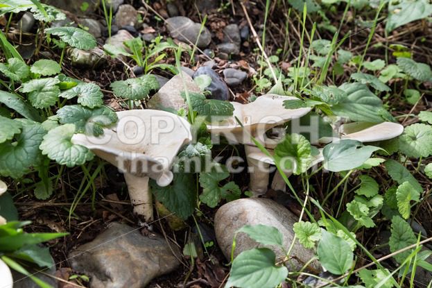 Natural wild white mushrooms in forest - ThamKC Royalty-Free Photos