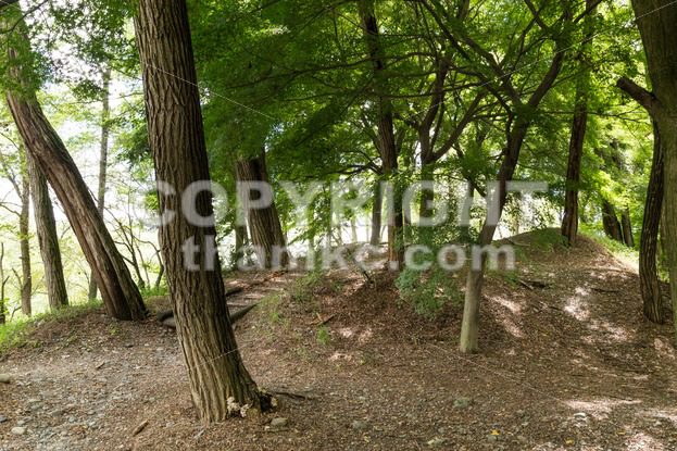 Nature path in serene forest - ThamKC Royalty-Free Photos
