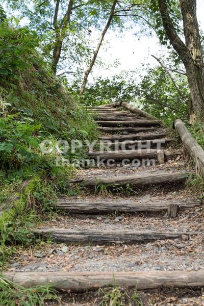 Nature path with steps in serene forest - ThamKC Royalty-Free Photos