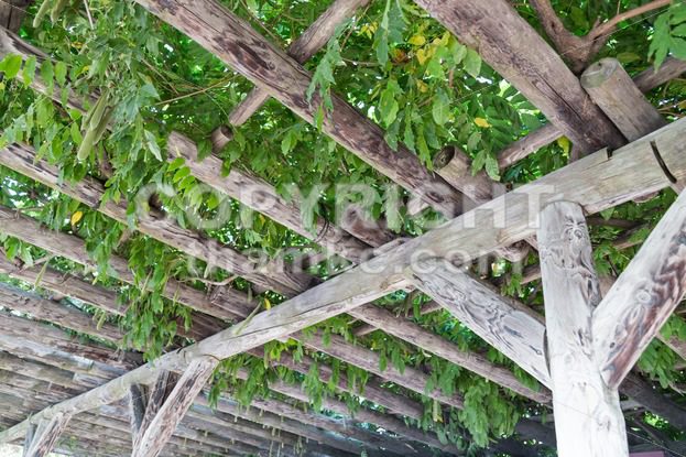 Serene wooden pergola with foliage and leafs - ThamKC Royalty-Free Photos