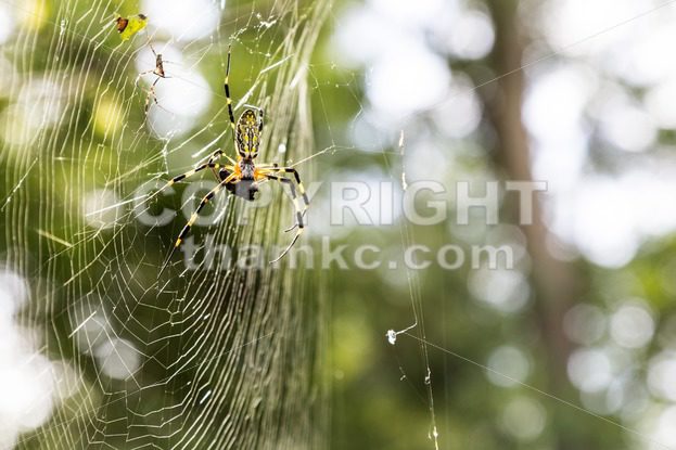 Spider with prey on web in nature - ThamKC Royalty-Free Photos