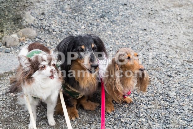 Three cute purebred dogs posing - ThamKC Royalty-Free Photos