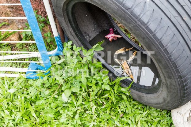 Used tyres potentially store stagnant water and mosquitoes breeding ground - ThamKC Royalty-Free Photos