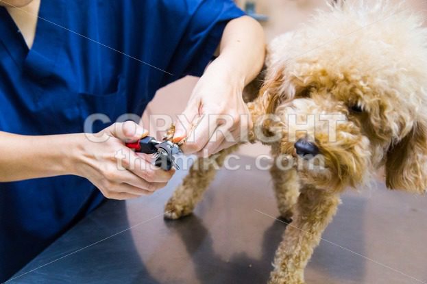 Vet trim cut dog nails at clinic - ThamKC Royalty-Free Photos