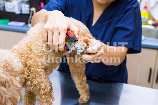 Vet trim cut dog nails at clinic - ThamKC Royalty-Free Photos