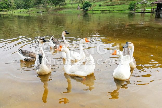 Flock of domestic geese swimming in lake - ThamKC Royalty-Free Photos