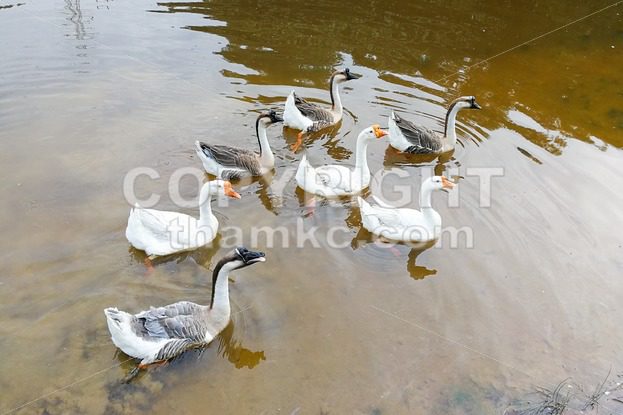 Flock of domestic geese swimming in lake - ThamKC Royalty-Free Photos