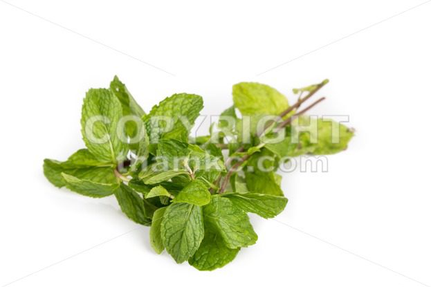 Fresh aromatic peppermint leafs on white background - ThamKC Royalty-Free Photos