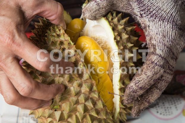 Hand force opening musang king durian variety  with yellow flash - ThamKC Royalty-Free Photos