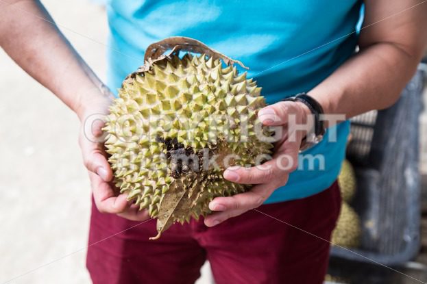 Hand holding freshly harvested musang king durian variety - ThamKC Royalty-Free Photos