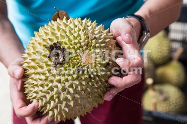 Hand holding freshly harvested musang king durian variety - ThamKC Royalty-Free Photos