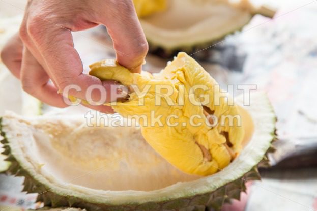 Hand picking yellow flash from husk of musang king durian - ThamKC Royalty-Free Photos