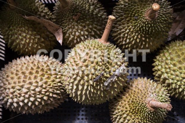 Heap of fresly harvested Musang King durian variety - ThamKC Royalty-Free Photos