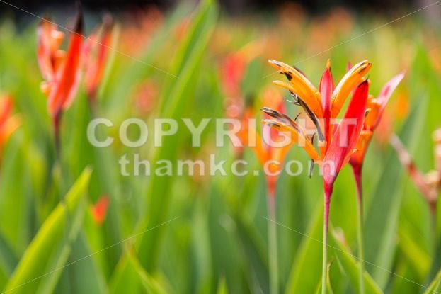 Birds of Paradise flower and plant, thrives in tropical climate - ThamKC Royalty-Free Photos