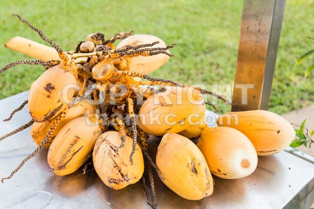 Bunch of fresh yellow young coconut for refreshing drinks - ThamKC Royalty-Free Photos