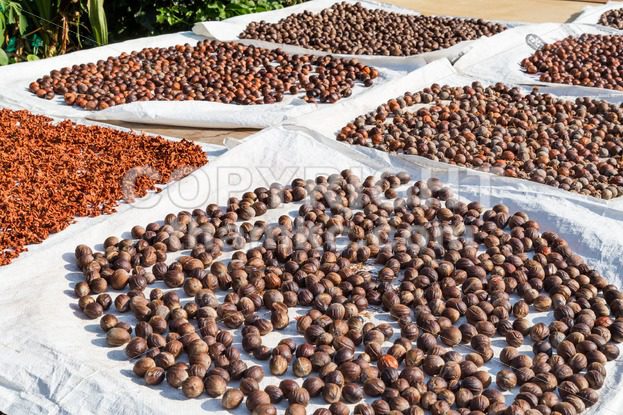 Close-up of fresh nutmeg mace seed being dried under sun - ThamKC Royalty-Free Photos