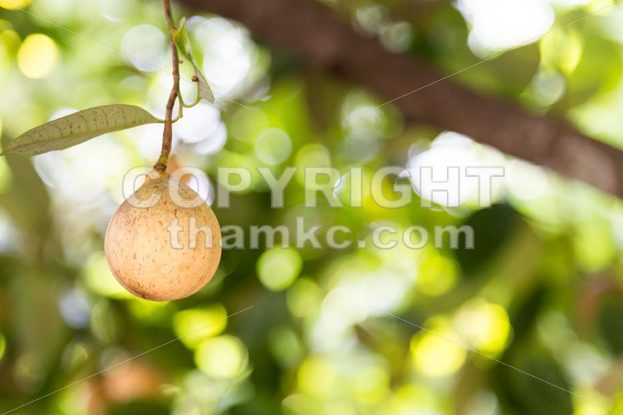 Close-up of fresh nutmeg mace seed being dried under sun - ThamKC Royalty-Free Photos
