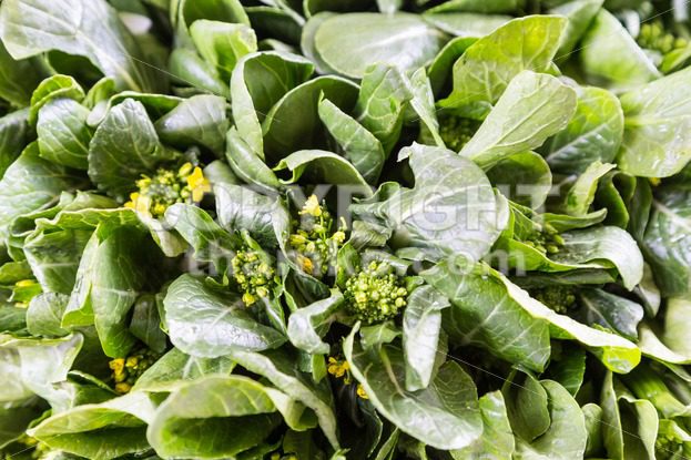 Close-up of healthy organic choy sum leafy vegetable - ThamKC Royalty-Free Photos