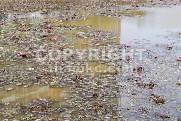 Dirty polluted pond with dying lotus water plant - ThamKC Royalty-Free Photos