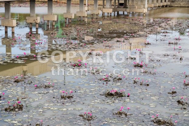 Dirty polluted pond with dying water lily plant - ThamKC Royalty-Free Photos
