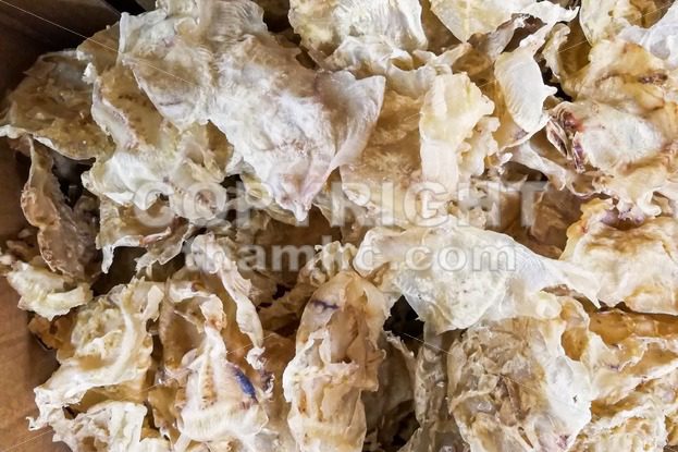 Dried fish maw or bladder, a delicacy in Chinese cuisine - ThamKC Royalty-Free Photos
