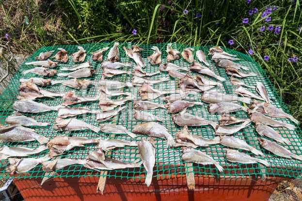 Fish being sun dried with salt in Malaysia - ThamKC Royalty-Free Photos