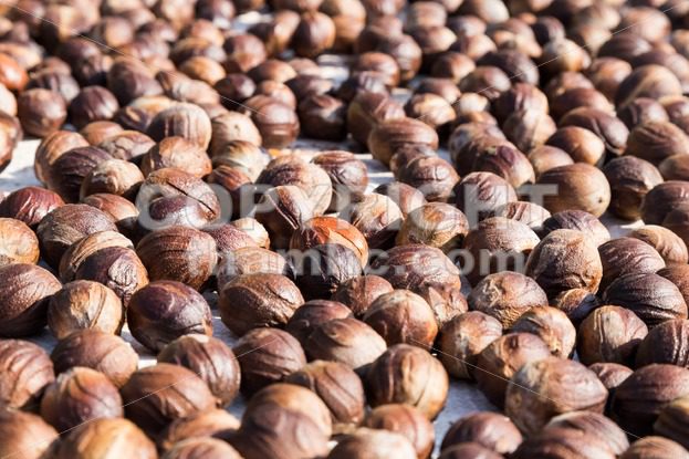 Fresh nutmeg mace seed being dried under the sun - ThamKC Royalty-Free Photos