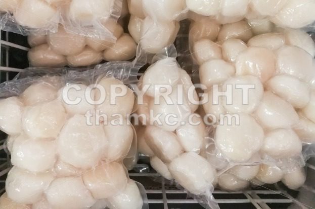 Frozen scallop meat in refrigerator to preserve its freshness - ThamKC Royalty-Free Photos