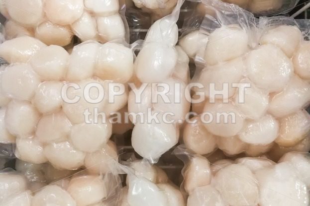 Frozen scallop meat in refrigerator to preserve its freshness - ThamKC Royalty-Free Photos