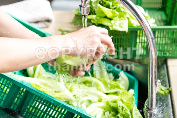 Hand washing leafy vegetable with running water in household sink - ThamKC Royalty-Free Photos