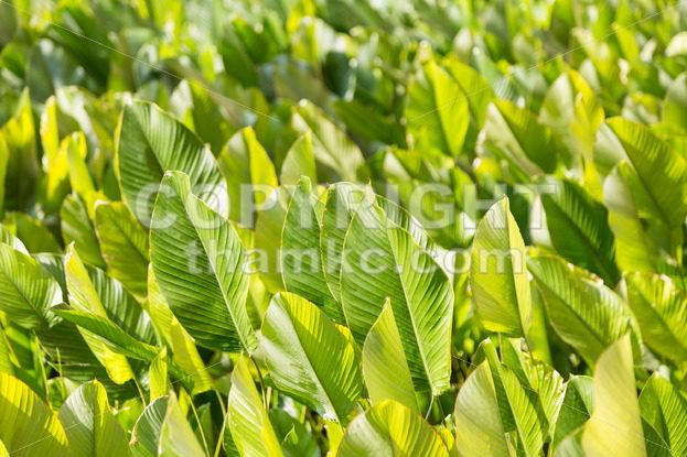 Lush fertile green leafs in tropical garden - ThamKC Royalty-Free Photos