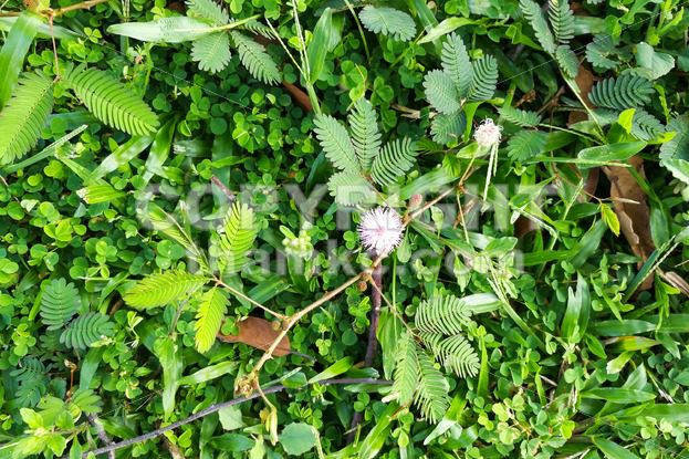 Shameplant or mimosa pudica growing between grass - ThamKC Royalty-Free Photos