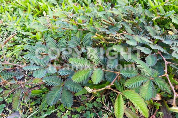 Shameplant or mimosa pudica growing between grass - ThamKC Royalty-Free Photos
